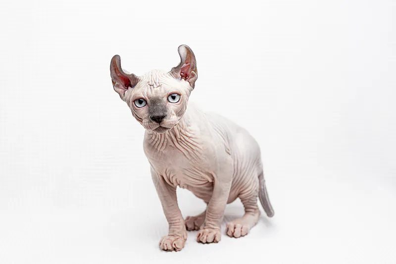 Introducing Your Kitten