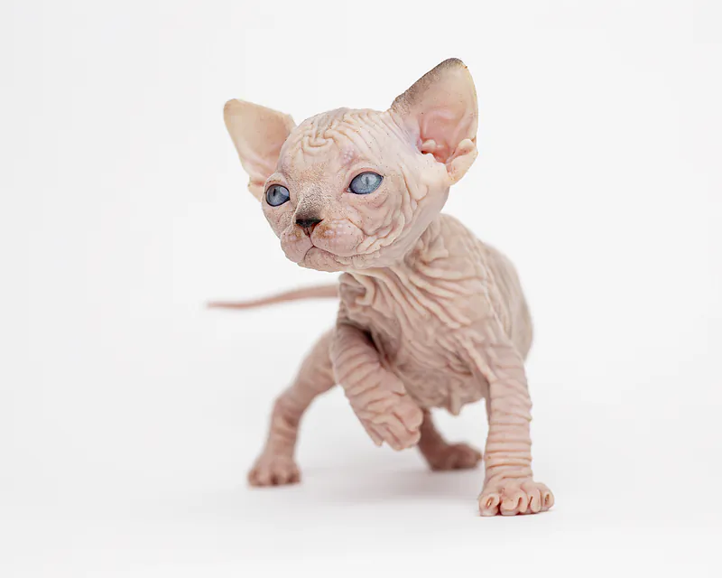 Kittens