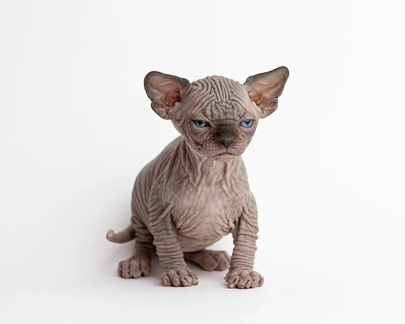 My Warming Canadian Sphynx
